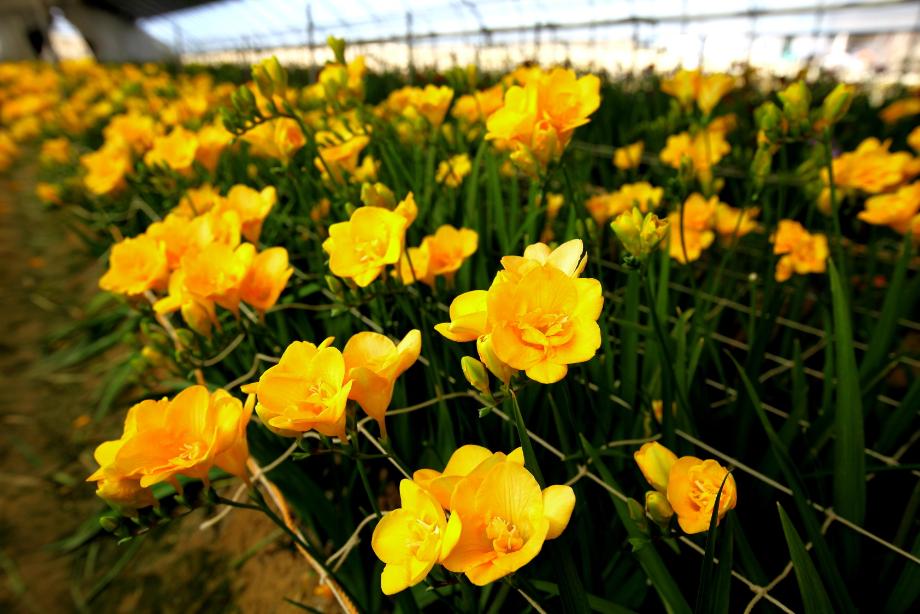 노란 봄이 활짝 폈어요 이미지