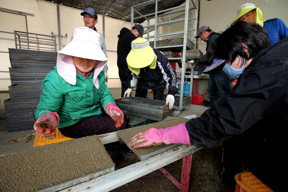 충남 당진서 고품질 쌀 첫 못자리 이미지