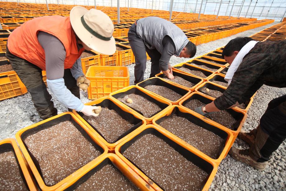 당진시, 우량 씨감자 보급 확대 추진 이미지