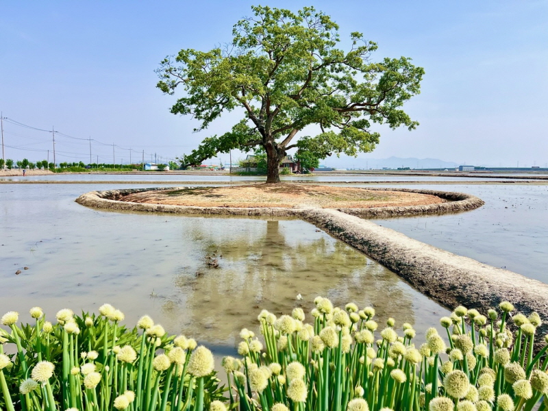 당진시 5월의 사진 명소 주목하세요! 이미지