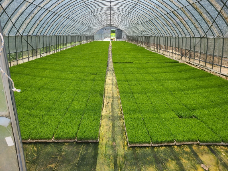 “모 부족 걱정 마세요”...당진시, 모 알선창구 운영 이미지