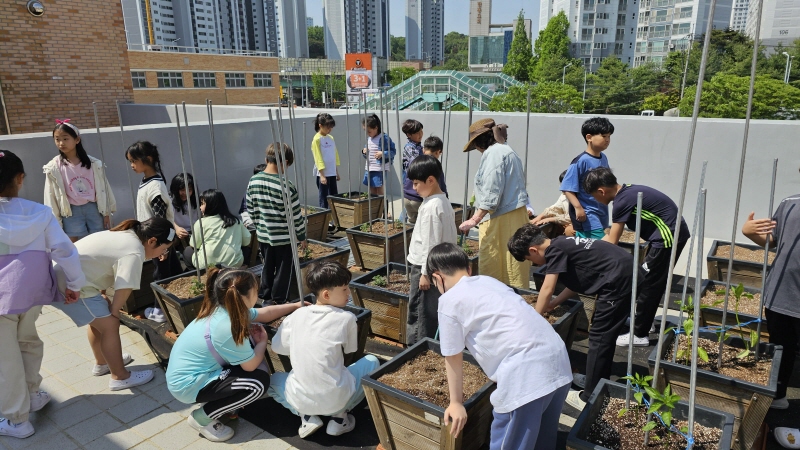 당진시, 학교4-H회 과제 활동‘토마토 화분 심기’재료 지원 이미지
