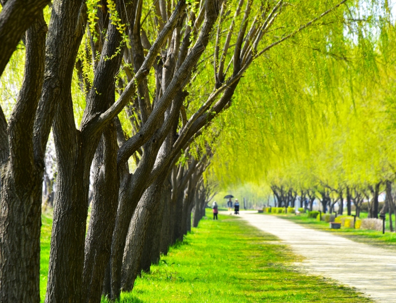 버드나무 명소, 합덕제에서 자연치유 하세요 이미지