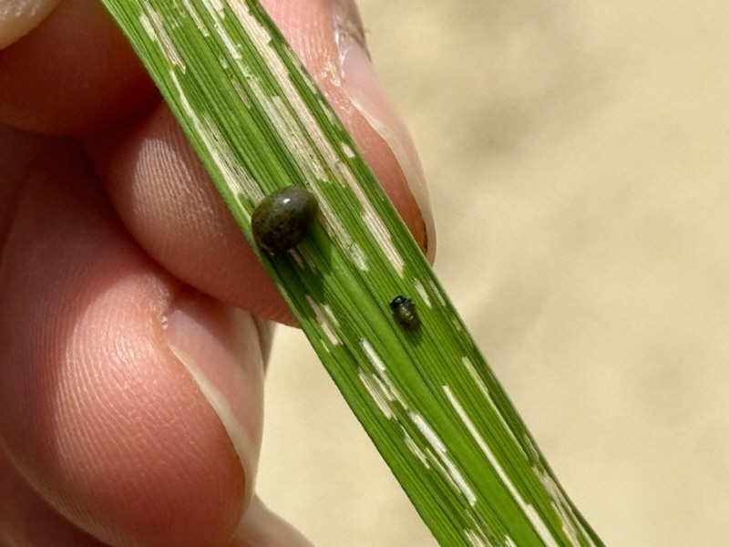 당진시, 벼잎벌레 등 저온성 해충 조기 확산 주의 당부 이미지