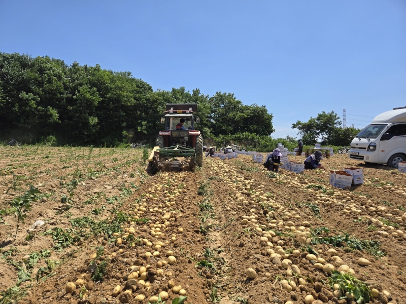 당진시, 감자 수확 앞두고 ‘관수’ 강조 이미지