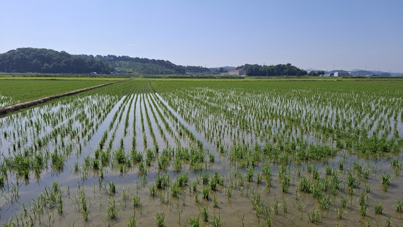 당진시, 대규모 벼 건답직파 재배 성공 이미지
