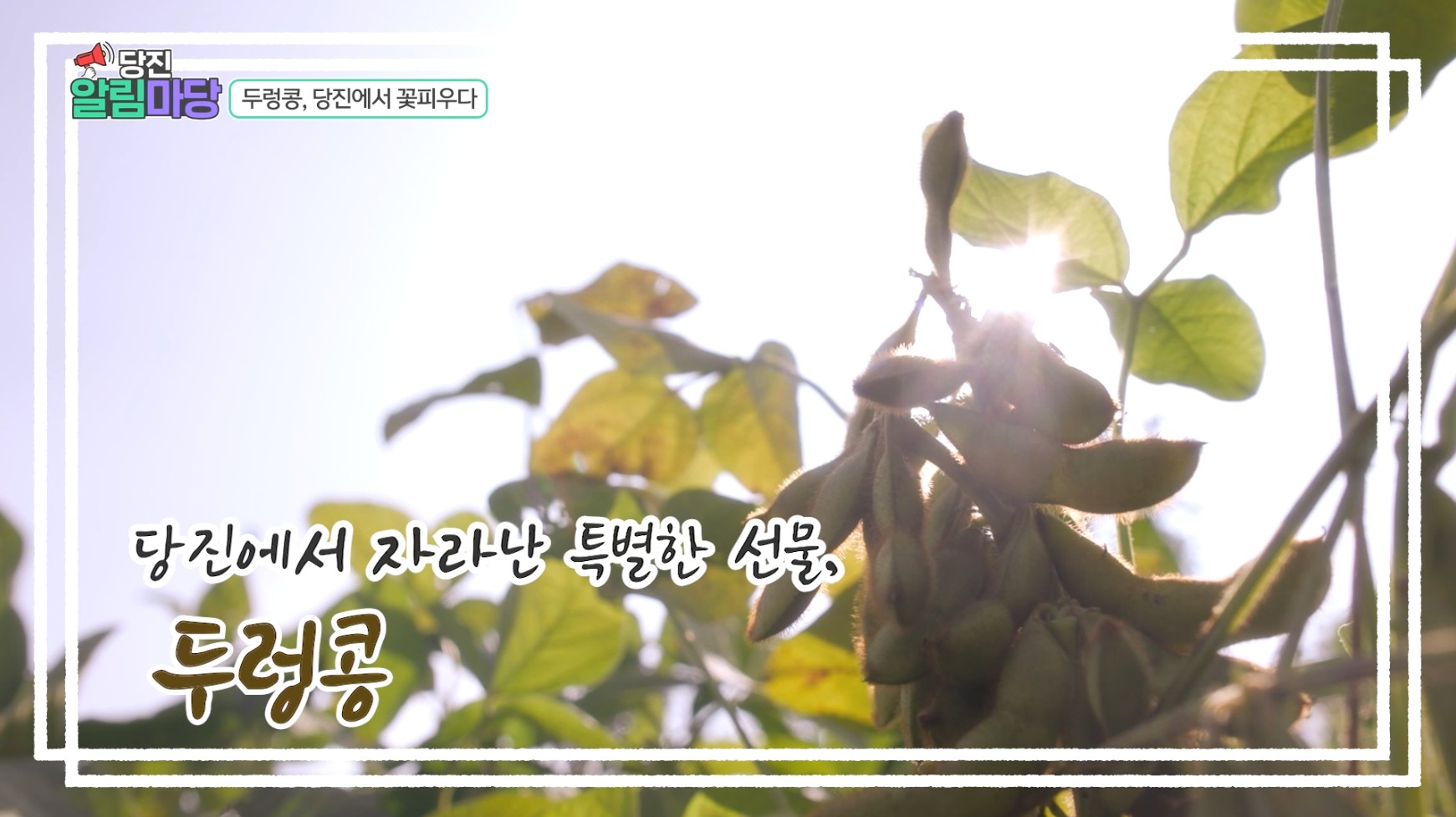 당진알림마당 39회 두렁콩 이미지