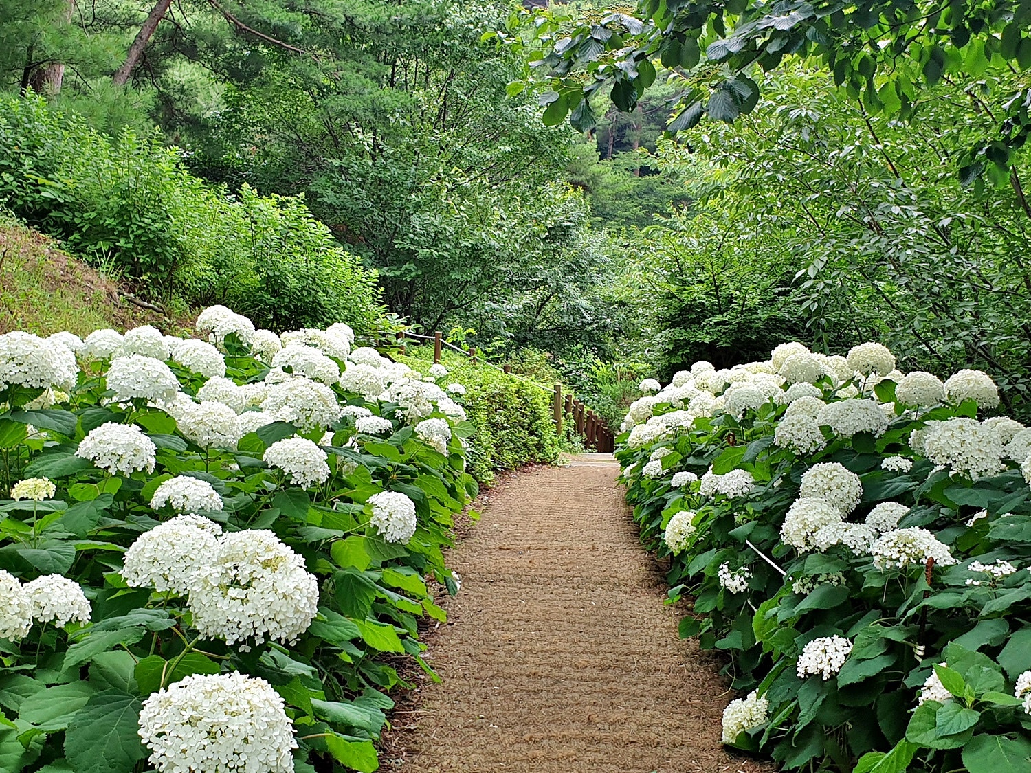 충남 수국 명소 삼선산수목원 수국 꽃길 걸어요 이미지