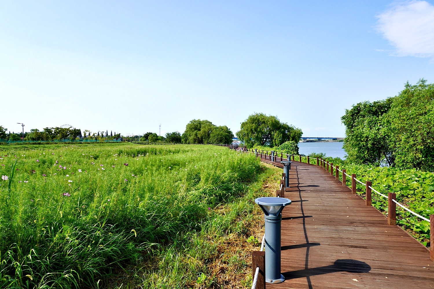 초록 물결이 있는 여름 풍경, 삽교호 호수 공원 이미지