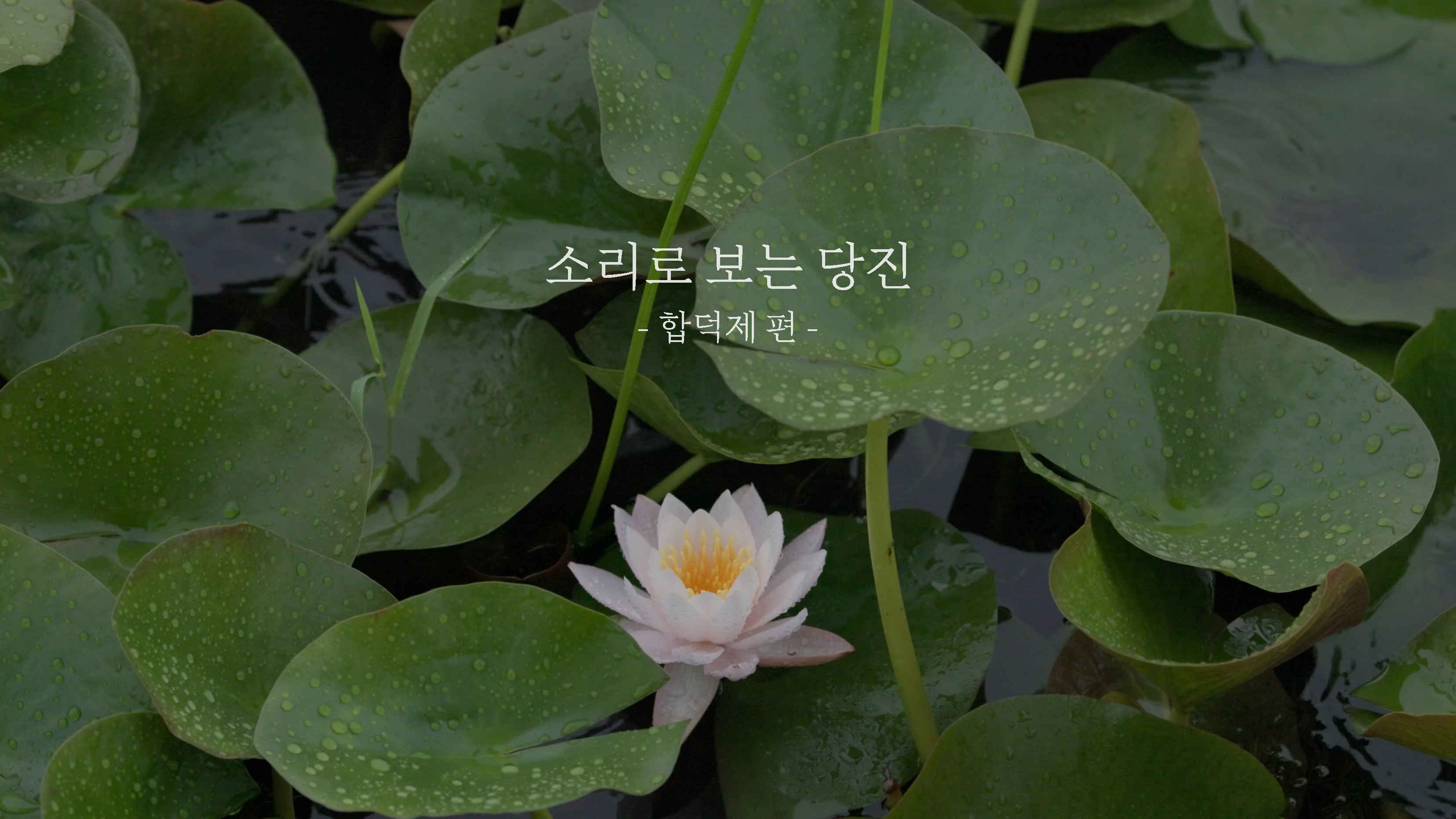 [4K ASMR] 소리로 보는 당진 합덕제 | 연잎에 빗방울 떨어지는 소리 이미지